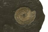 Dactylioceras Ammonite Cluster - Posidonia Shale, Germany #240213-1